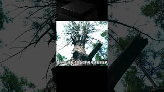 在深森中挑選大樹建造小木屋，一棟可愛的樹頂住所，驚喜不斷！ 荒野生存 野外建造 露营 庇护所 户外探险 [upl. by Nemrak]