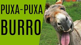 PUXADA DO BURRO [upl. by Elamef253]