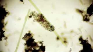 living under a microscope 2  smooth microorganism life in a drop of water amp ralaxing sound Full HD [upl. by Naot453]