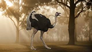 OSTRICH Sounds Call For Hunting  1 hour ostrich sound Ostrich sound for hunting [upl. by Ssitruc]