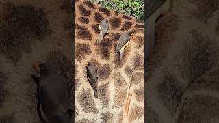 RedBilled Oxpecker grooming a Giraffe A closeUp Encounter in Kruger Park [upl. by Baram]