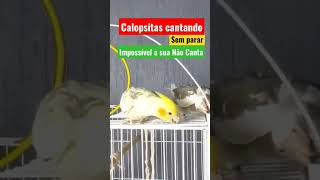 calopsita cantando sem parar canto para alegrar sua calopsita shorts [upl. by Epps761]