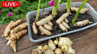 🔴Cultivo de Jengibre y Cúrcuma en Maceta  En Casa [upl. by Knepper]