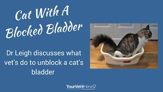 Helping A Cat With A Blocked Bladder [upl. by Adamik231]