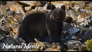 Oso Cantábrico Muy Grande A Really Big Cantabrian Bear naturalmente [upl. by Hnao115]