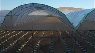 Take a Look Inside the South African Blueberry Project Using Haygrove Tunnels [upl. by Yesmar]