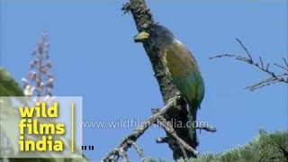 Great Hill Barbet on Horse Chestnut blossom Uttarakhand [upl. by Ennaxxor]