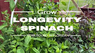 Easy to Grow Longevity Spinach [upl. by Bainbrudge]