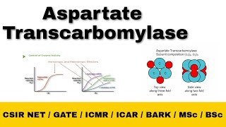 ATCase enzyme  Aspartate Transcarbomylase  CSIR NET Life science  Enzymology  ATCase In Hindi [upl. by Harihat806]