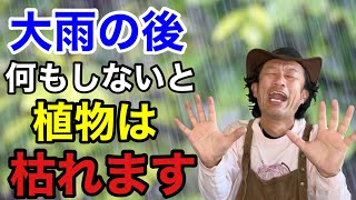 【気をつけて下さい】大雨後の植物の応急処置教えます。【カーメン君】【園芸】【ガーデニング】【初心者】 [upl. by Derej152]