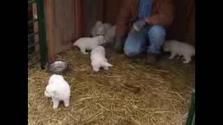 Maremma Sheepdog puppies [upl. by Aizti310]