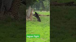 Jaguar fight [upl. by Itsyrc]