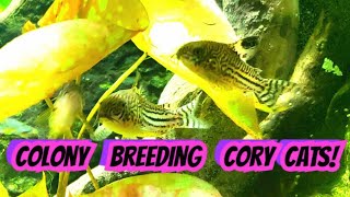 Corydoras Breeding Adorable amp Interesting A Look At The Hows Whys amp Whens of Cory Mating [upl. by Yelwar]