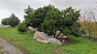 Lucuma Pouteria lucuma Lychee Litschi sinensis collection La Mayora Spain [upl. by Allista]