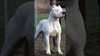 Pitbull vs dogo Argentino fight 🔥😡 kon jitega shorts shortsfeed pitbull doglovers viralshorts [upl. by Hanschen]