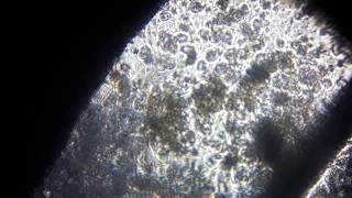 Foldscope video 2 [upl. by Angelico]