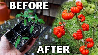 How to Grow Tomatoes Complete Growing Guide [upl. by Lerraj]