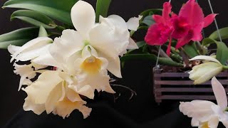 ¿Cómo cultivar una Orquídea Cattleya dentro de casa [upl. by Enyale296]