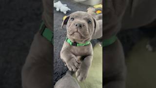 Staffy puppy demanding to be picked up for snuggles 🥰 puppy puppyvideos puppylife staffypuppy [upl. by Anitram]