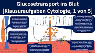 Glucosetransport ins Blut  Glucoseresorption Klausuraufgaben Inhaltsfeld Cytologie 15 [upl. by Cogan]