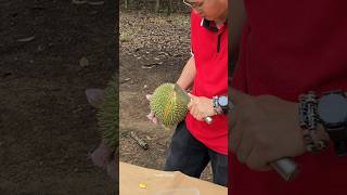 Durian Heaven Durian Cutting Master  Fruit Cutting Skills [upl. by Assiroc]