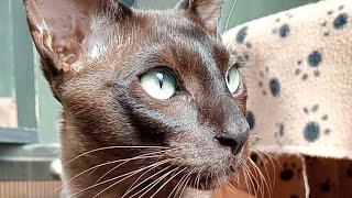 Brown Tonkinese Cat [upl. by Winson]