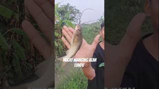 Berhati hatilah jangn nekat memancing ikan ini karena bisa mematil mancing [upl. by Annoya]