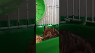 Funny Hamsters Videos Collection 003 hamsters [upl. by Donadee]