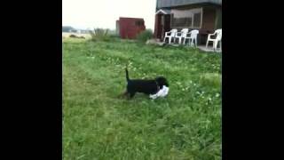 Schutzhund Training Border Terrier [upl. by Onifur]