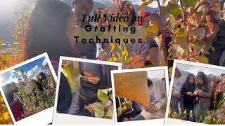 Full Videografting techniques by BSc Agri School of Agriculture Science and Technology Kargil UoL [upl. by Javler]