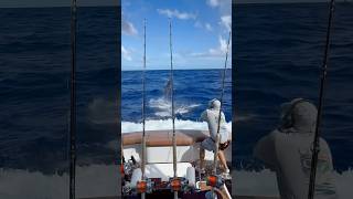 Caught 63 marlin in 17 days [upl. by Yenial]