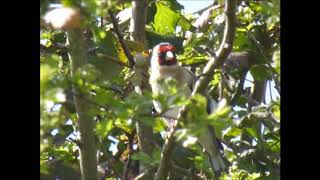 Goldfinches in the Hawthorn April 2019 [upl. by Forster]