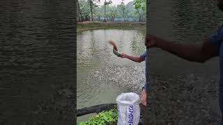 The fish are eating a lot of food 14 May 2024 farming viralvideo shorts [upl. by Lilian]