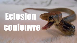 Éclosion œufs de couleuvre asiatique [upl. by Nachison]