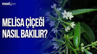 Melisa Çiçeği Bakımı Nasıl Yapılır  Nasilcom [upl. by Artemas]