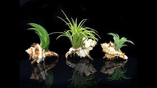 Air Plants  How To Water  Tillandsia Ionantha  Whimsy Crafter [upl. by Edahs471]