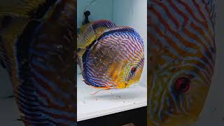 Discus Fry discusbreeder aquariumfish bettafish [upl. by Nainatrad988]