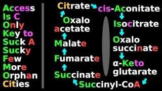 Citric Acid Cycle Mnemonic B 25 Biochem Tutorial Krebs cycle substrates citrate isocitrate [upl. by Consolata]