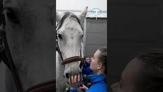 Boiterie postérieur chez un cheval  examens échographiques [upl. by Able]