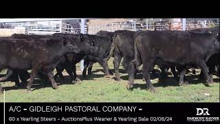 AC  GIDLEIGH PASTORAL COMPANY  60 x Yearling Steers AuctionsPlus Weaner amp Yearling Sale 020824 [upl. by Nepsa297]