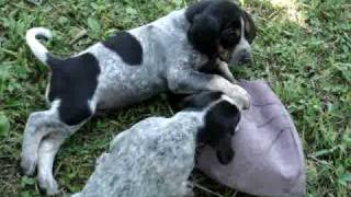 BlueTick Coonhound Puppies [upl. by Amehsat345]