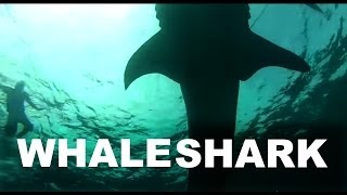 Diving with handfed Whale Sharks at Oslob Philippines [upl. by Eatnohs]