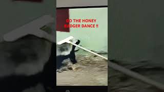 Do the honey badger dance  Honey badger dont care whos watching [upl. by Kiele]