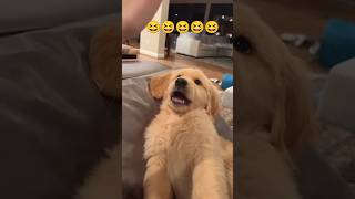 Adorable Golden Retriever Puppy Moments [upl. by Marys]