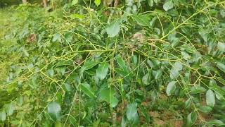 Amra Plant Hog Plum [upl. by Nameloc]