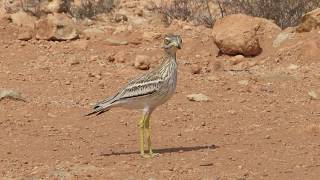 Birds of Morocco Stonecurlew كروان [upl. by Wightman]