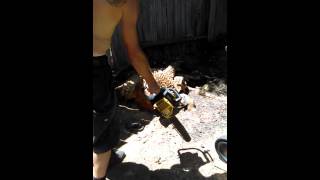 Thaddeuss Demon turtle First time chainsaw stump carving [upl. by Mccord]