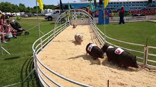 Pig racing at the DuPage County Fair [upl. by Anat]