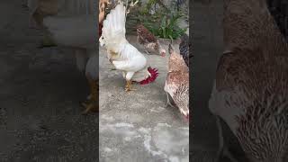 petrooster funny rooster comedy roosterlove love allpetloversaseel [upl. by Asil]