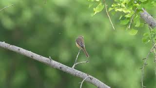 红尾伯劳 Brown Shrike [upl. by Aracal517]